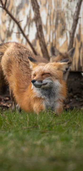 fox, in the sun Wallpaper 1080x2220
