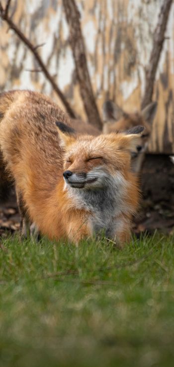 fox, in the sun Wallpaper 1080x2280