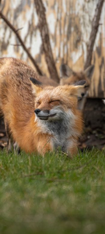 fox, in the sun Wallpaper 1440x3200