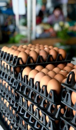 chicken eggs Wallpaper 600x1024