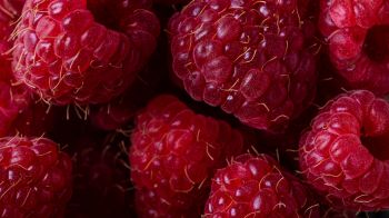 berry, raspberries, red wallpaper Wallpaper 1600x900