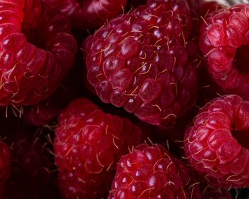 berry, raspberries, red wallpaper Wallpaper 1280x1024