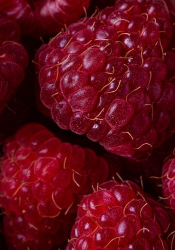 berry, raspberries, red wallpaper Wallpaper 1668x2388