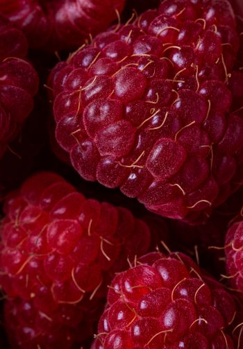 berry, raspberries, red wallpaper Wallpaper 1640x2360