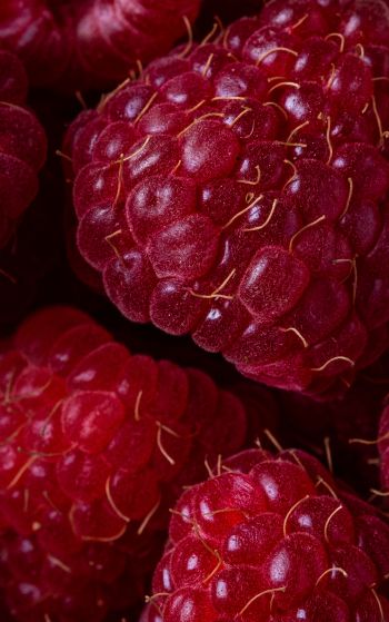 berry, raspberries, red wallpaper Wallpaper 1752x2800