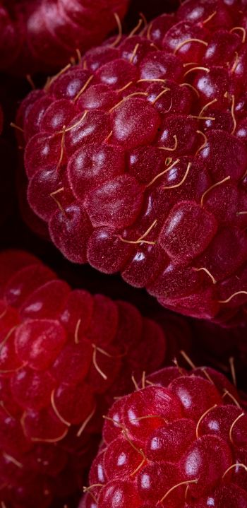 berry, raspberries, red wallpaper Wallpaper 1080x2220