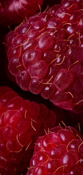 berry, raspberries, red wallpaper Wallpaper 1080x2280