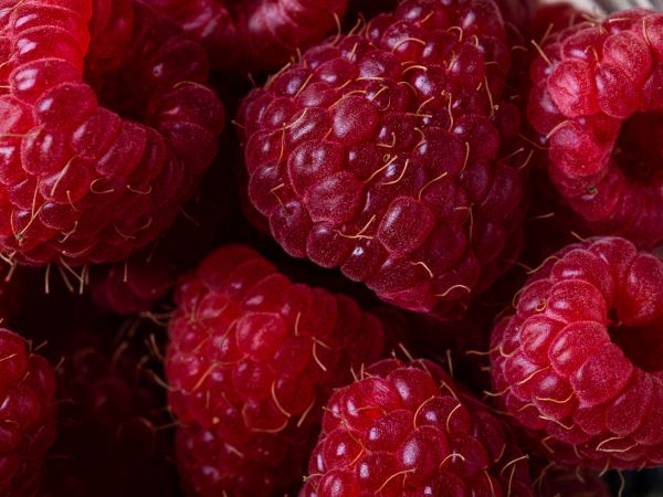 berry, raspberries, red wallpaper Wallpaper 1024x768