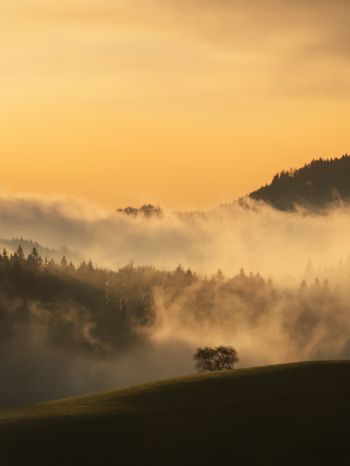 dawn, valley, mist Wallpaper 2048x2732
