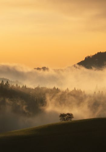 dawn, valley, mist Wallpaper 1668x2388
