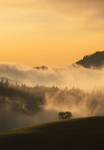 dawn, valley, mist Wallpaper 1640x2360
