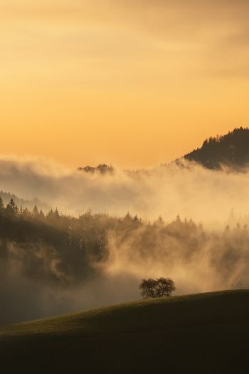 dawn, valley, mist Wallpaper 640x960
