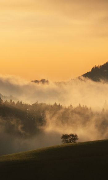 dawn, valley, mist Wallpaper 1200x2000