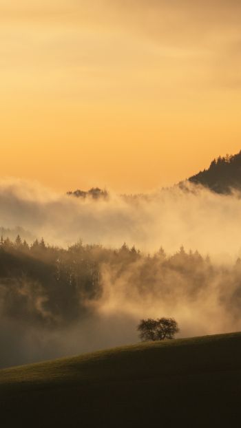 dawn, valley, mist Wallpaper 1440x2560