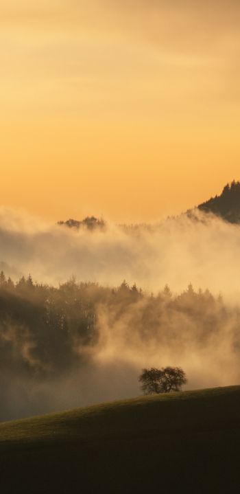 dawn, valley, mist Wallpaper 1440x2960