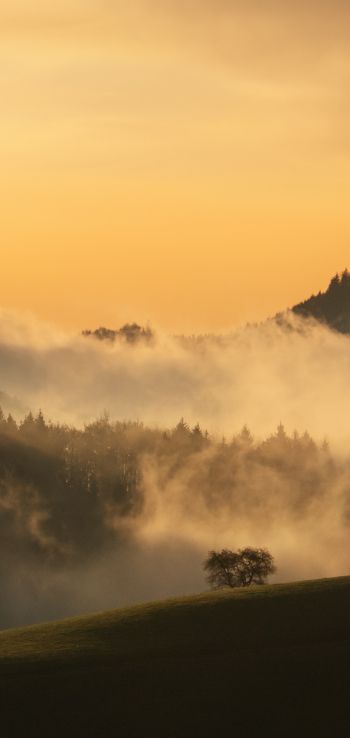 dawn, valley, mist Wallpaper 1440x3040