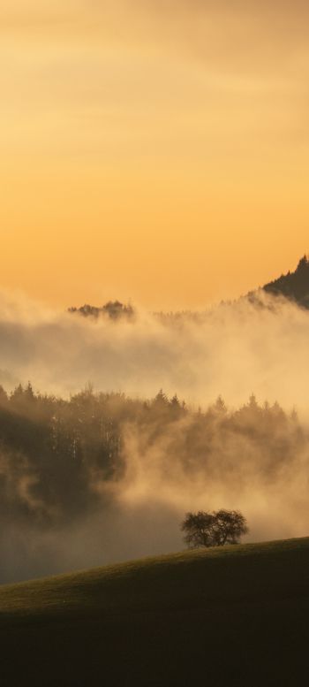 dawn, valley, mist Wallpaper 1080x2400
