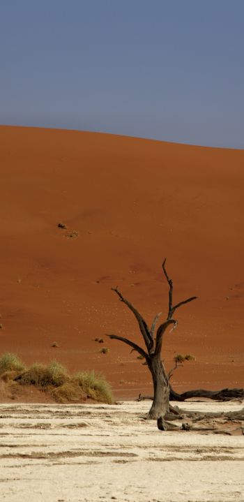 Deadlay, Sossusvlei, Namibia Wallpaper 1080x2220