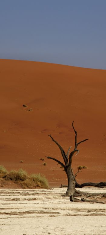 Deadlay, Sossusvlei, Namibia Wallpaper 1440x3200