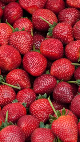 strawberry, berry, red wallpaper Wallpaper 640x1136