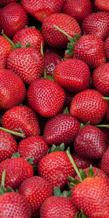 strawberry, berry, red wallpaper Wallpaper 720x1440