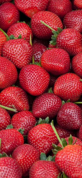 strawberry, berry, red wallpaper Wallpaper 828x1792