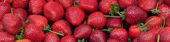 strawberry, berry, red wallpaper Wallpaper 1590x400