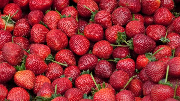 strawberry, berry, red wallpaper Wallpaper 3840x2160