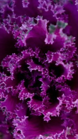 cabbage, vegetable Wallpaper 640x1136