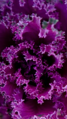 cabbage, vegetable Wallpaper 750x1334