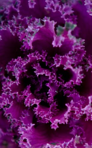 cabbage, vegetable Wallpaper 1752x2800