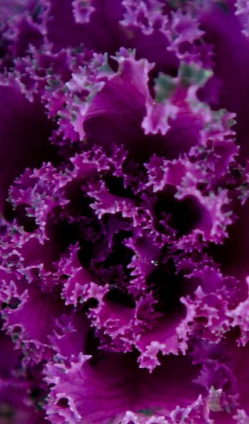 cabbage, vegetable Wallpaper 600x1024