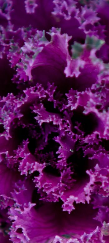 cabbage, vegetable Wallpaper 1440x3200