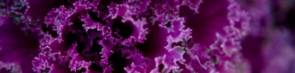 cabbage, vegetable Wallpaper 1590x400