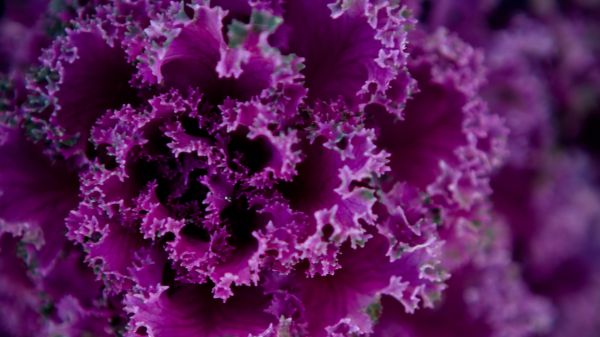 cabbage, vegetable Wallpaper 1366x768