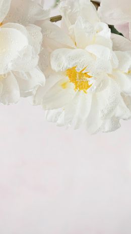 flowers, white background Wallpaper 1080x1920