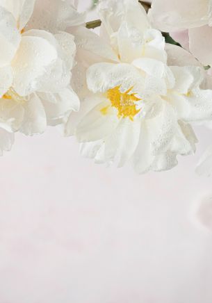 flowers, white background Wallpaper 1668x2388