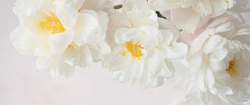 flowers, white background Wallpaper 2560x1080