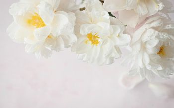 flowers, white background Wallpaper 2560x1600