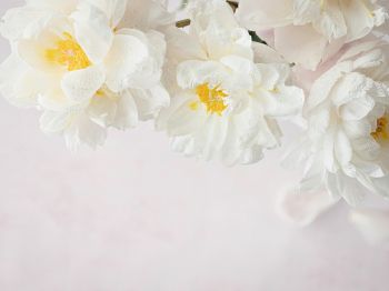 flowers, white background Wallpaper 1024x768