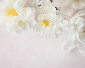 flowers, white background Wallpaper 1280x1024