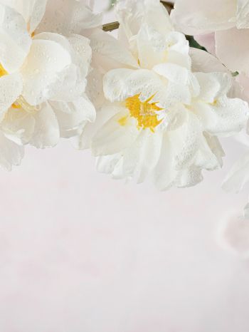 flowers, white background Wallpaper 1668x2224