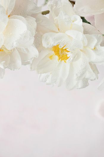 flowers, white background Wallpaper 640x960