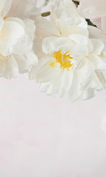 flowers, white background Wallpaper 1200x2000
