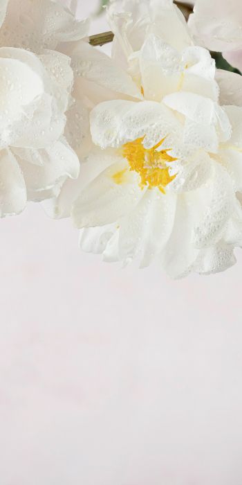 flowers, white background Wallpaper 720x1440