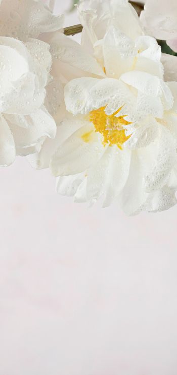 flowers, white background Wallpaper 1440x3040