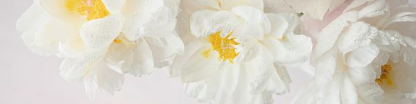 flowers, white background Wallpaper 1590x400