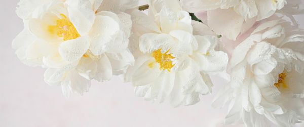 flowers, white background Wallpaper 3440x1440