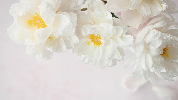 flowers, white background Wallpaper 2048x1152