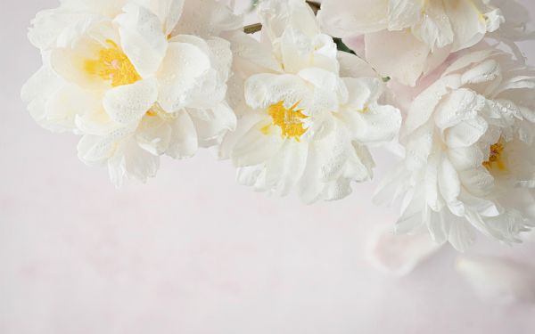 flowers, white background Wallpaper 1920x1200